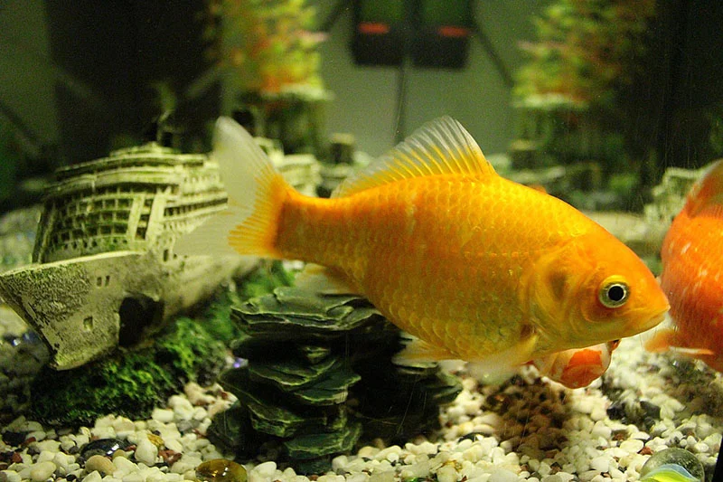 Goldfish