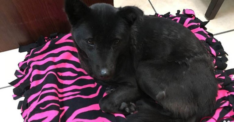 Reacción de un perro rescatado del comercio de carne de perro al obtener su primera cama
