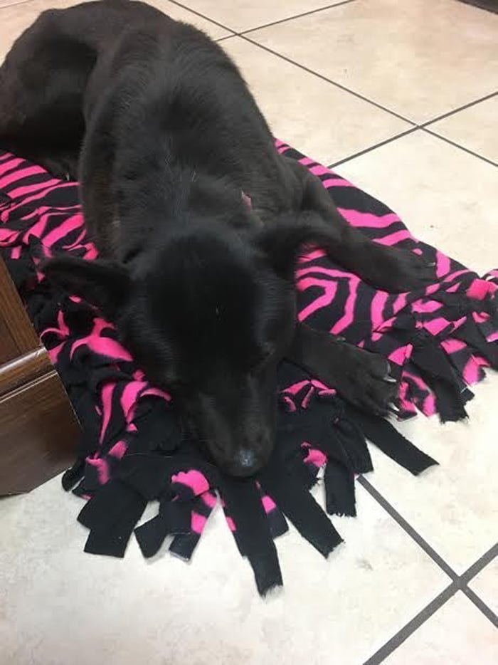 Reacción de un perro rescatado del comercio de carne de perro al obtener su primera cama 13 Harriet obtuvo su primer cama