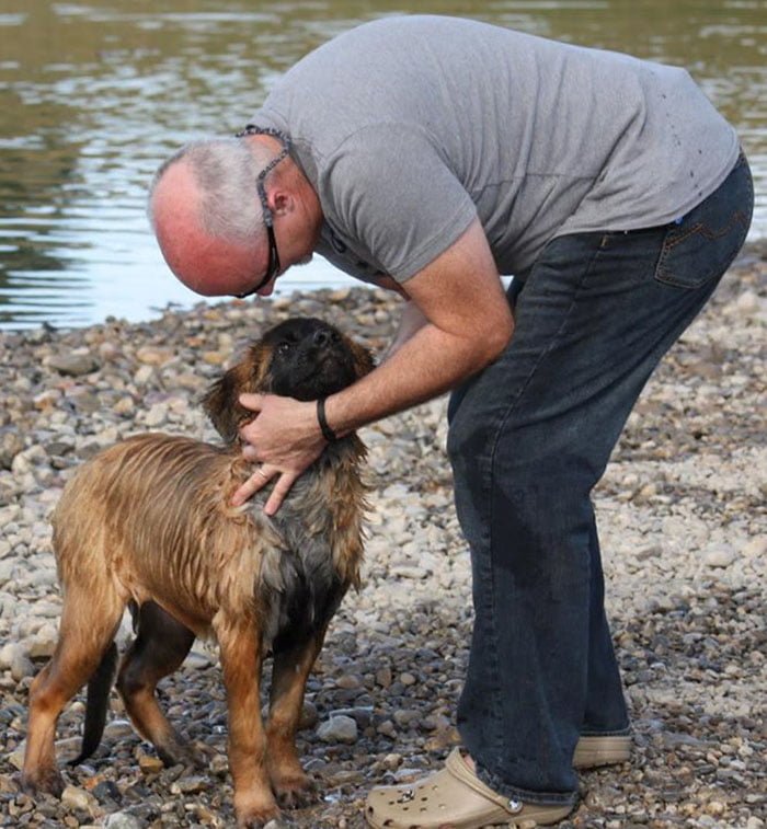 Hombre adopta a perros y les construye un recinto