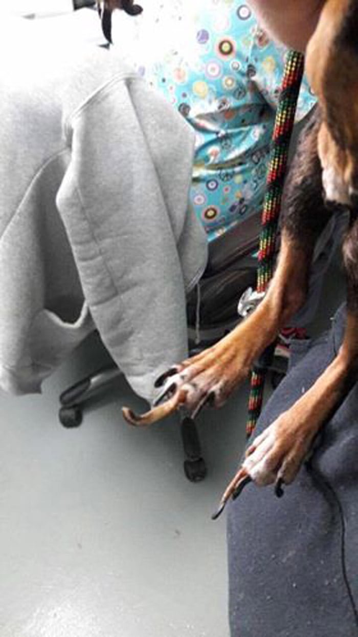 Las uñas de Sebastian