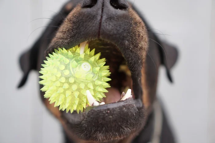 Mantén entretenido a tu perro