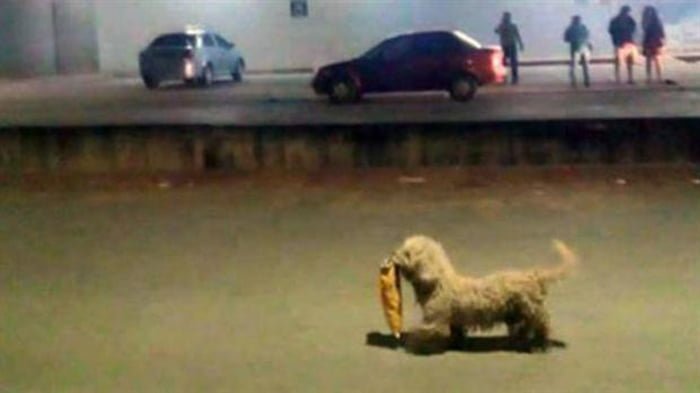 Max, el perro saqueador