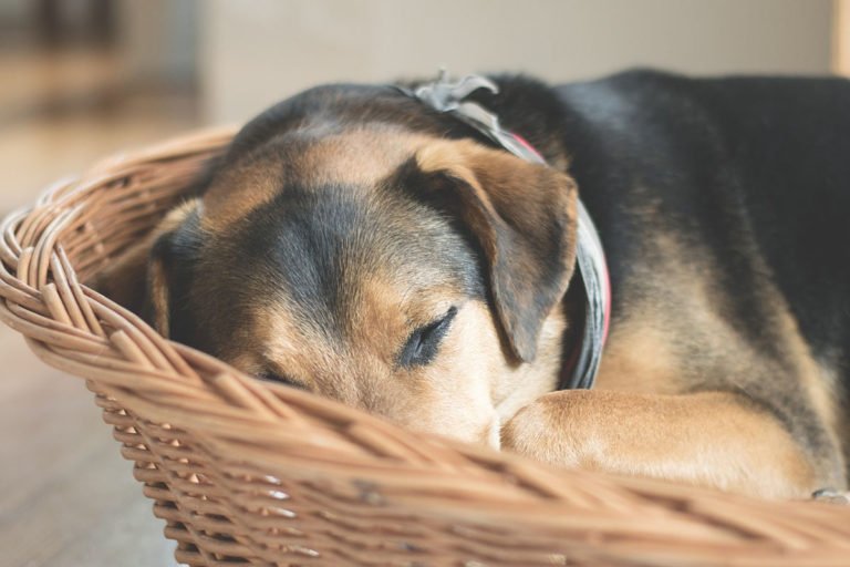 ¿Por qué mi perro no quiere comer? Causas y recomendaciones