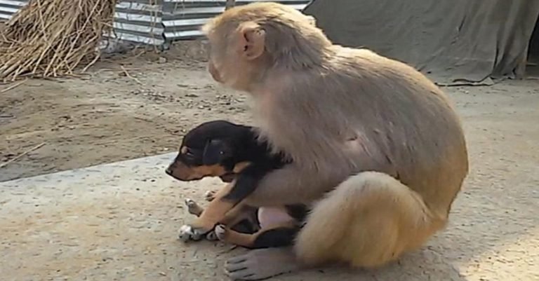 Este adorable mono adoptó a un cachorro sin hogar que se encontraba deambulando por las calles de la India