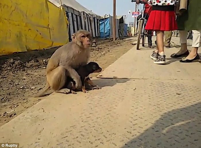Este mono adoptó a un perro