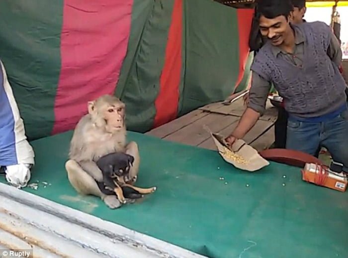 Mono adopta a un perro en la India