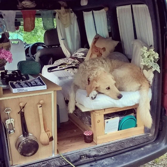 Odie ama viajar con Marina