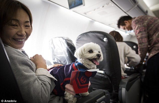 Pasajeros y sus perros