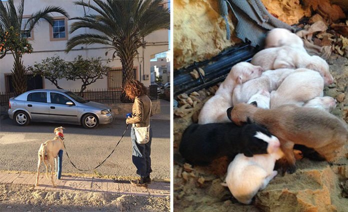 Perra con la pata rota guía a un veterinario 3 km para rescatar a sus cachorros