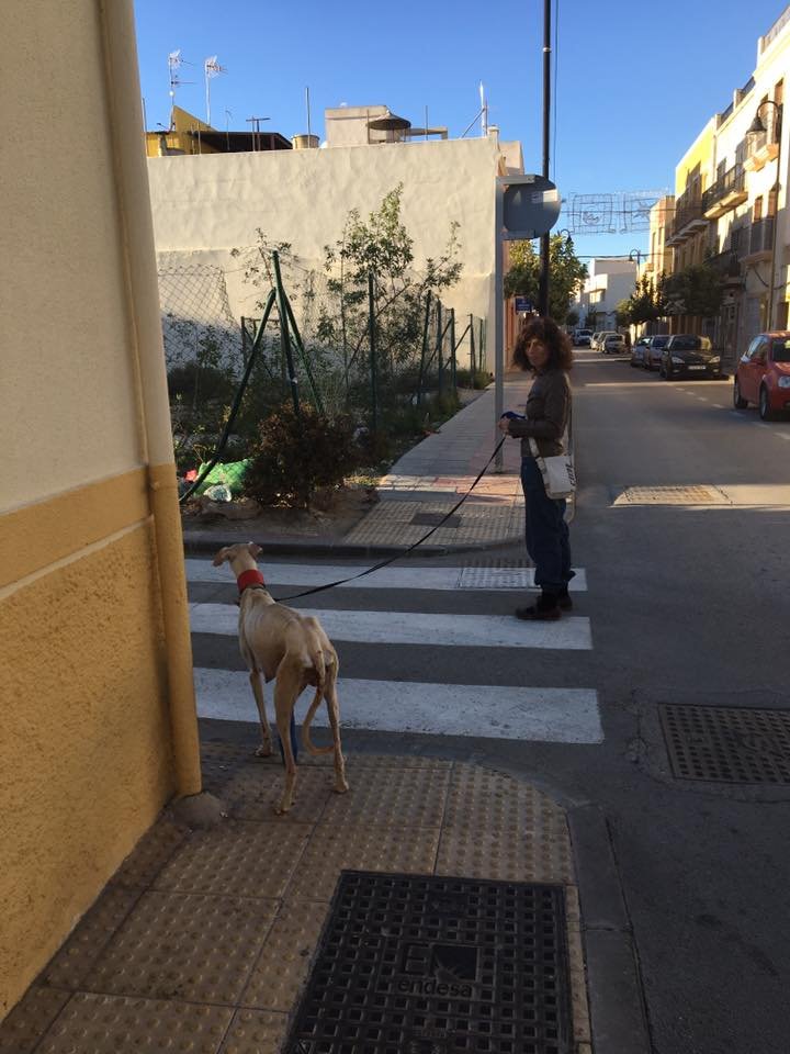 Perra con la pata rota guia a un veterinario para salvar a sus cachorros