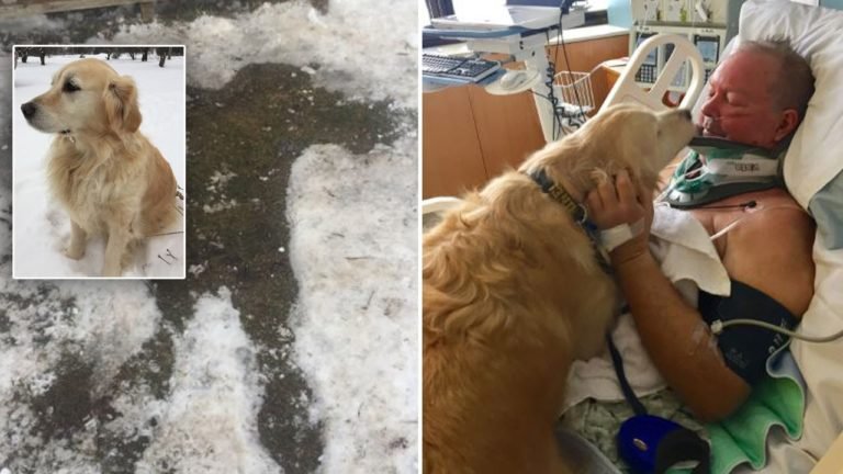 Esta perra salvó la vida de su padre humano que se encontraba paralizado en la nieve tras sufrir un accidente
