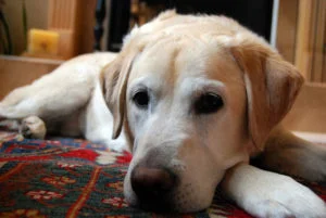 Perro aburrido