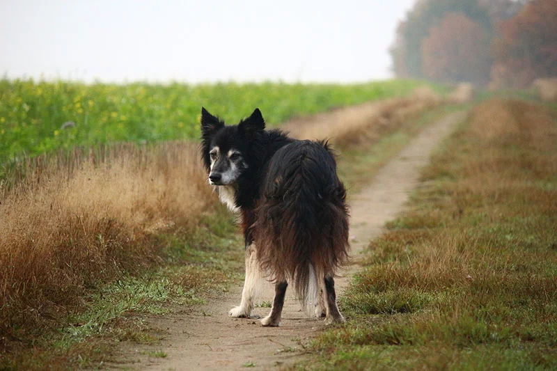 Perro con artritis