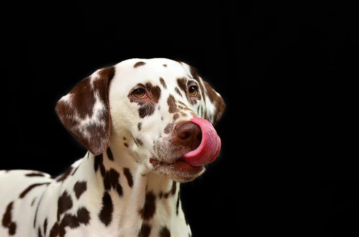 Perro con apetito