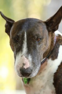 Perro de raza bull terrier