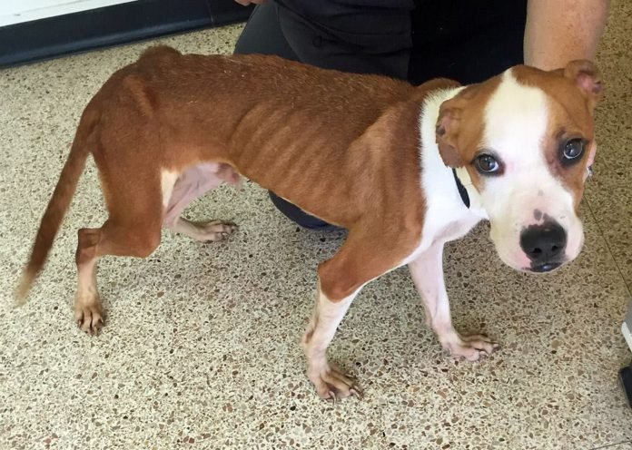 Perro fue encerrado en un armario