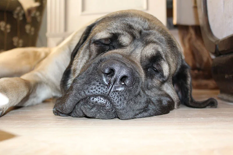 Perro dormido