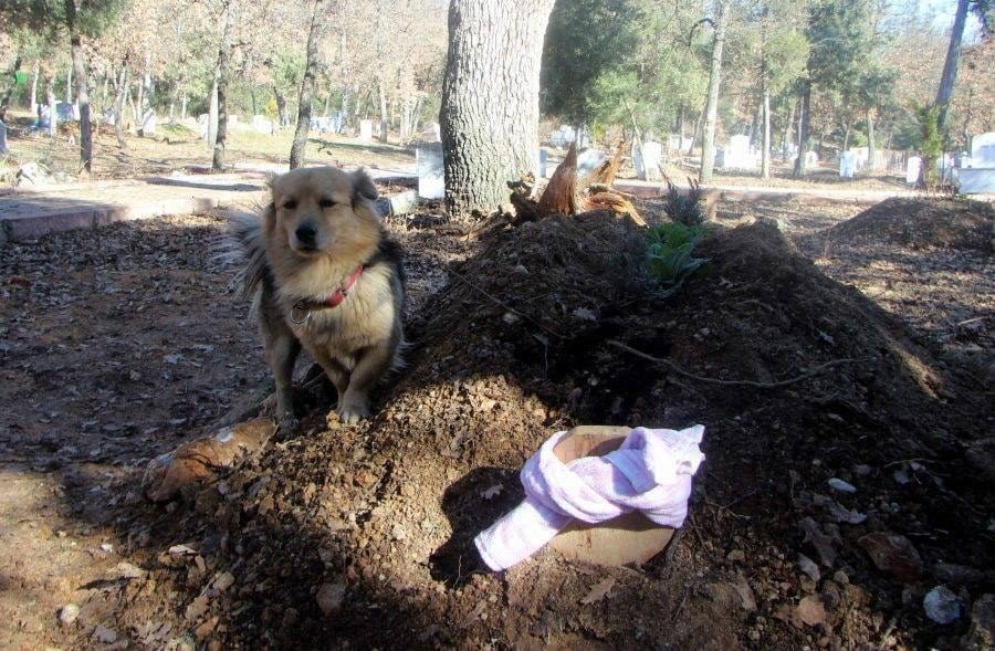 Cane nel cimitero