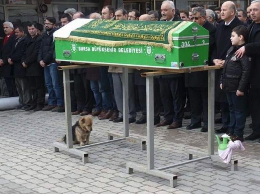 Cane al funerale