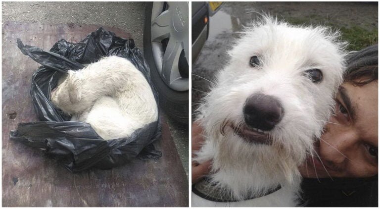 Perro encontrado casi muerto y atado dentro de una bolsa plástica, tiene una nueva oportunidad