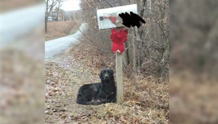 Perro esperó a su padre humano al lado de un buzón