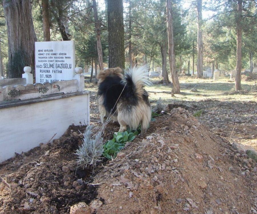 Perro extraña a su padre humano