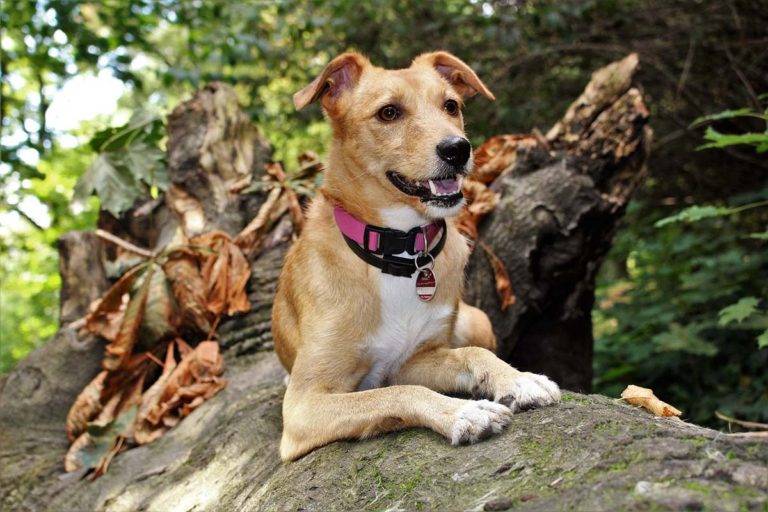 ¿Tengo un perro hiperactivo? Te explicamos cómo descubrirlo