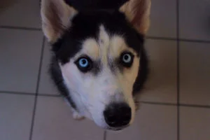 Perro independiente