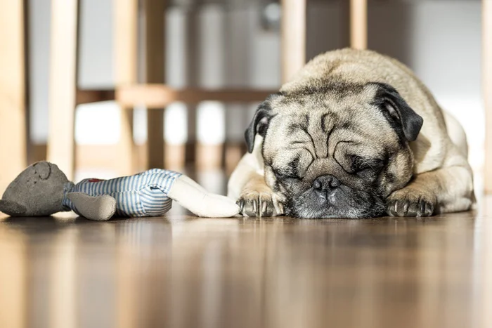 Perro deprimido
