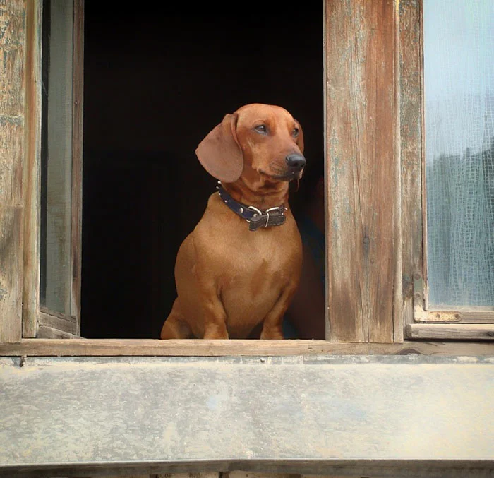 Perro solo en casa