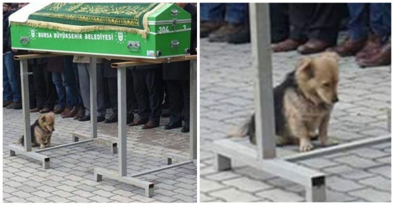 Perro con el corazón roto visita a diario la tumba de su mejor amigo