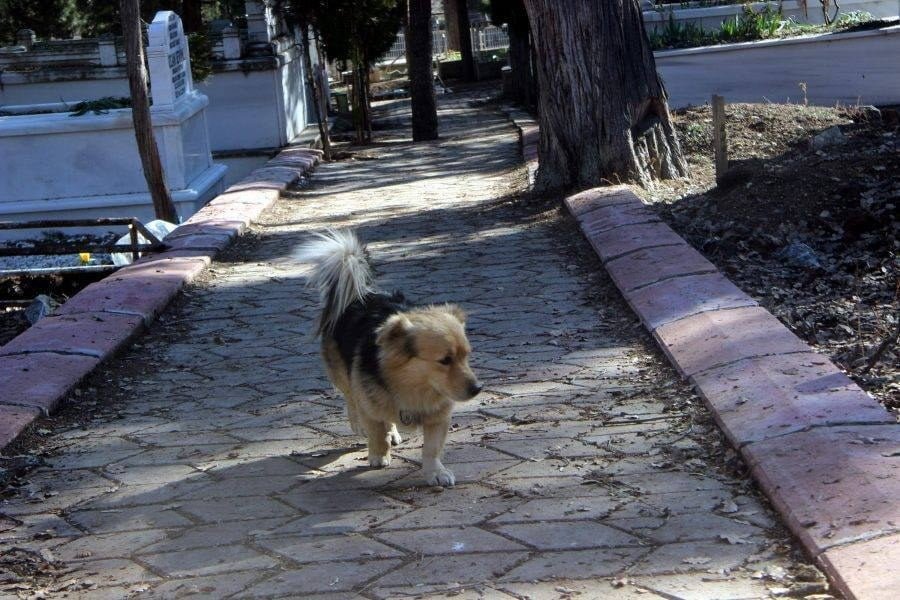 Cane visita la tomba del suo migliore amico