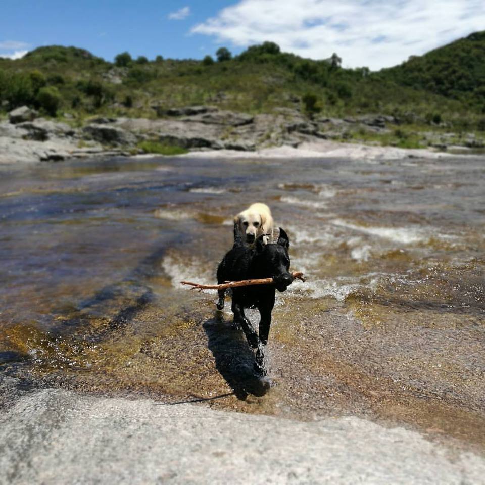 Increíble momento en que un perro salva a su amigo arrastrado por la corriente en el río 2 Perros jugando en el río