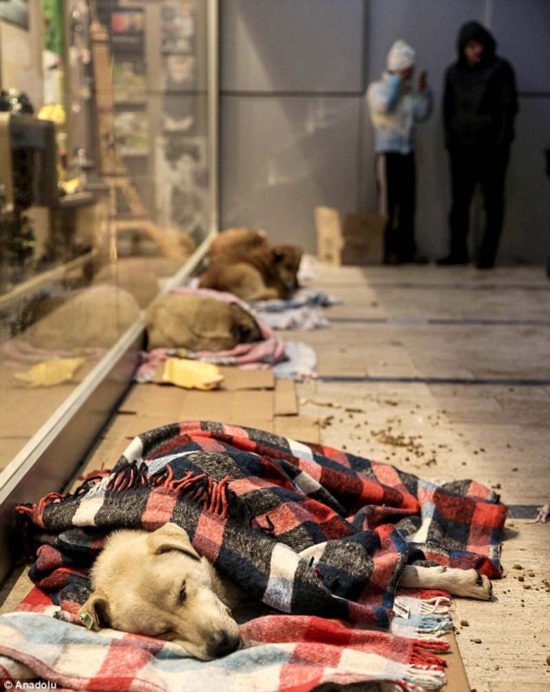 I cani cercano rifugio dal freddo