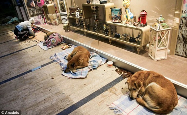 Personas bondadosas brindan refugio a los perros abandonados durante las fuertes nevadas