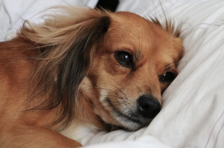 Piometra canina, causas, síntomas y tratamiento