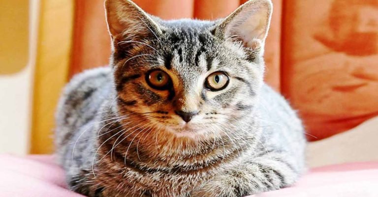 ¿Por qué mi gato no quiere comer? Causas y recomendaciones