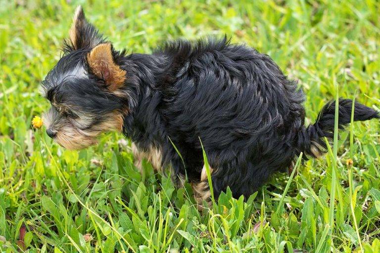 ¿Por qué mi perro come heces? Causas y recomendaciones