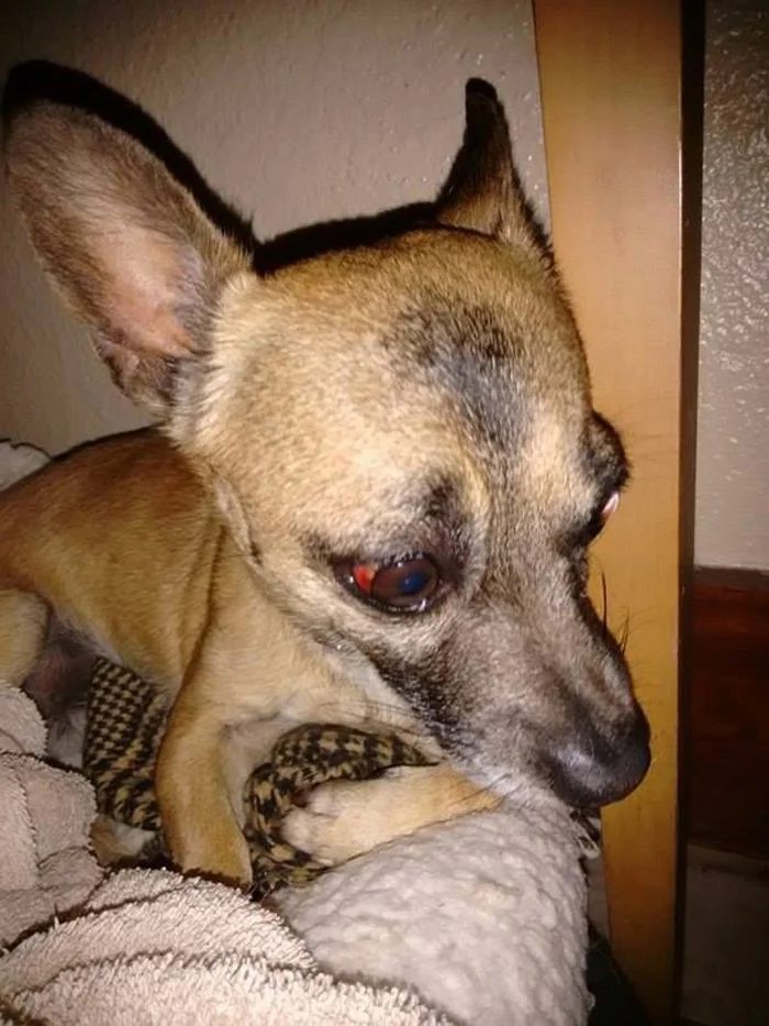 Este perro estaba completamente solo porque decían que era malo, pero encontró a una familia y ahora es muy feliz 3 Quarter ahora es feliz