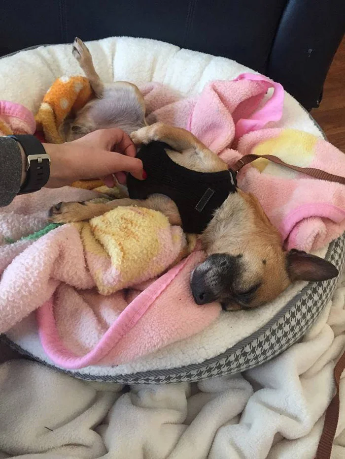 Este perro estaba completamente solo porque decían que era malo, pero encontró a una familia y ahora es muy feliz 6 Quarter ahora se llama Teddy y es muy feliz