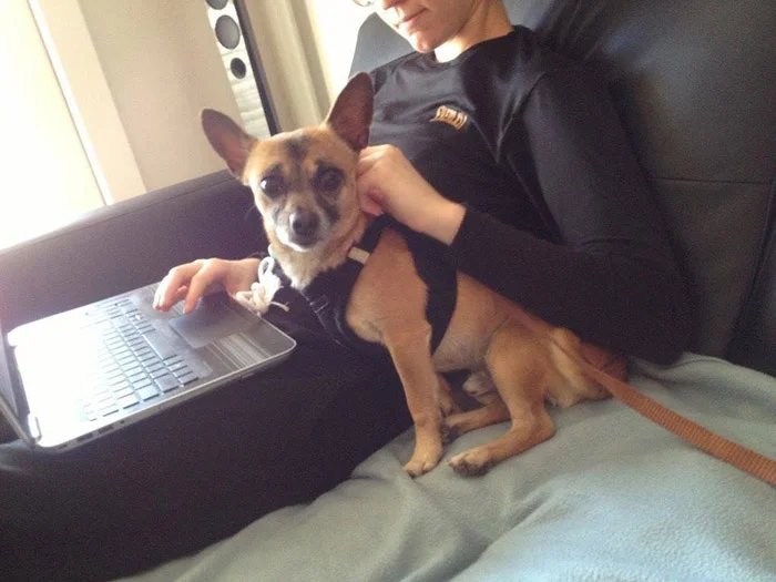 Este perro estaba completamente solo porque decían que era malo, pero encontró a una familia y ahora es muy feliz 7 Quarter encontró una nueva familia y esta vez para siempre