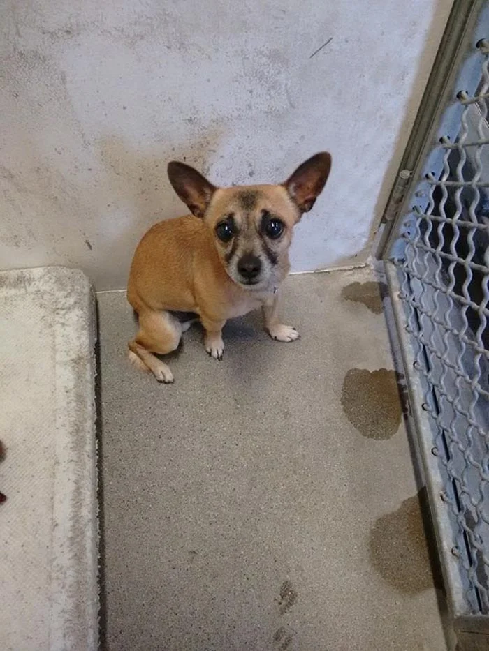Este perro estaba completamente solo porque decían que era malo, pero encontró a una familia y ahora es muy feliz 2 Quarter era catalogado de perro malo