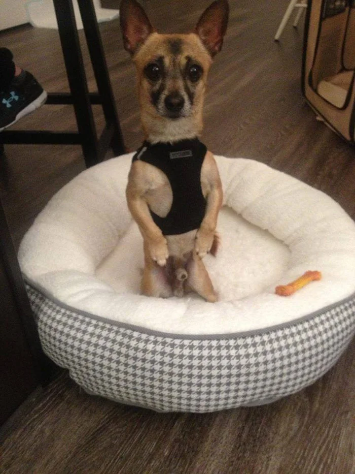 Este perro estaba completamente solo porque decían que era malo, pero encontró a una familia y ahora es muy feliz 5 Quarter es muy adorable