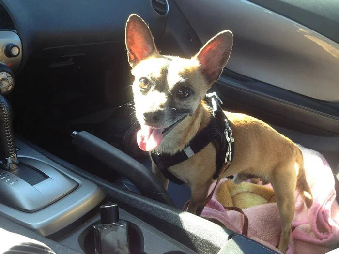 Este perro estaba completamente solo porque decían que era malo, pero encontró a una familia y ahora es muy feliz 4 Quarter es un perro muy dulce