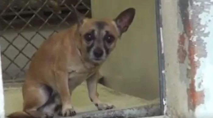 Este perro estaba completamente solo porque decían que era malo, pero encontró a una familia y ahora es muy feliz 1 Quarter fue puesto en cuarentena