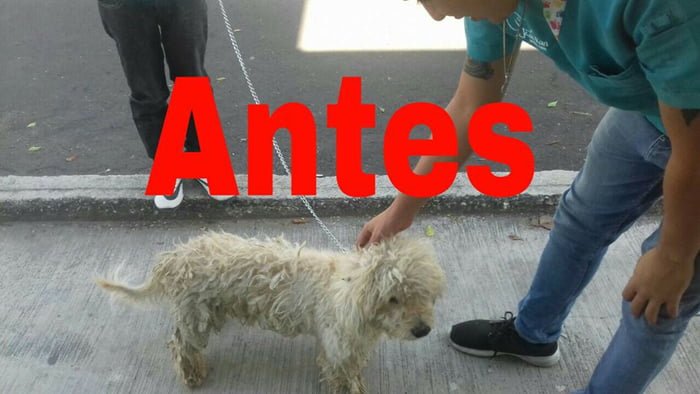 Saqueadorcito antes de su cambio de look