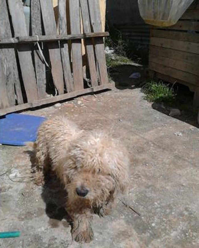 Saqueadorcito