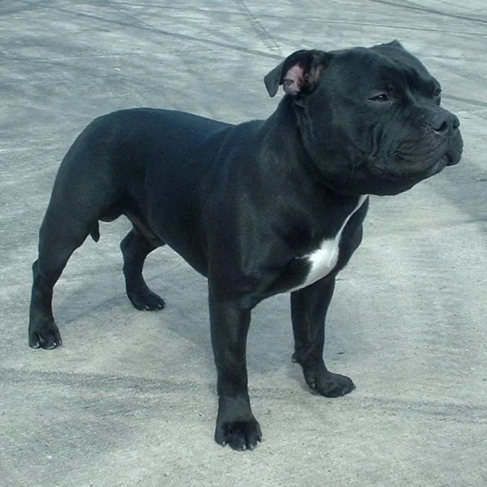 Staffordshire Bull Terrier - razas de perros