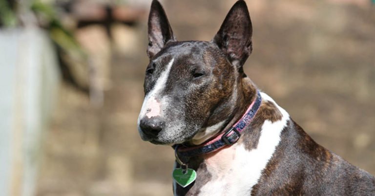 Bull terrier, curiosidades, esperanza de vida, características y cuidados